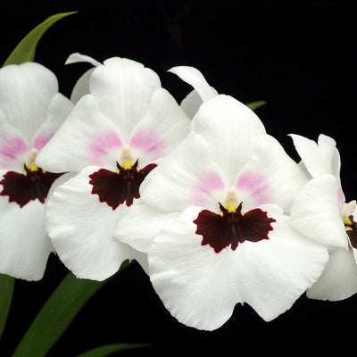 Mltnps. Lillian Nakamoto (4" Pot) - Buds