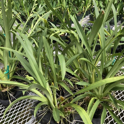 Mltnps. Lillian Nakamoto (4" Pot) - Buds