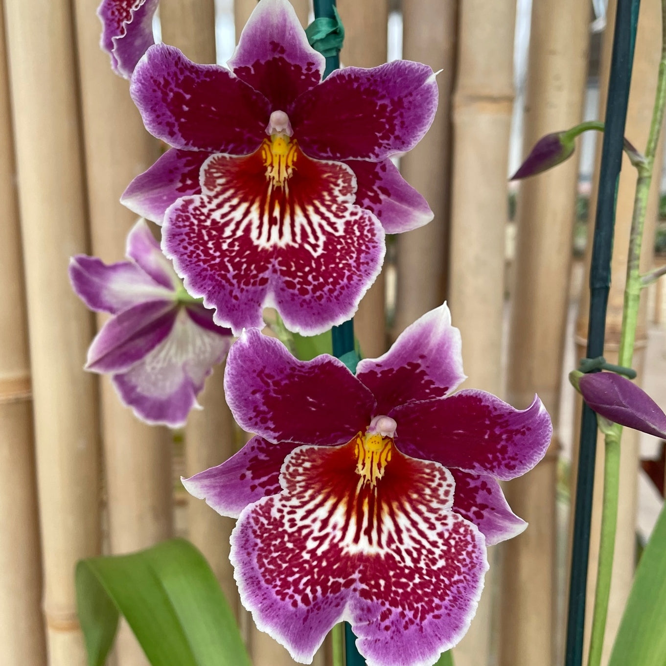 Odtna. Mem. Martin Orenstein 'Lulu' HCC/AOS (4" Pot) - Buds