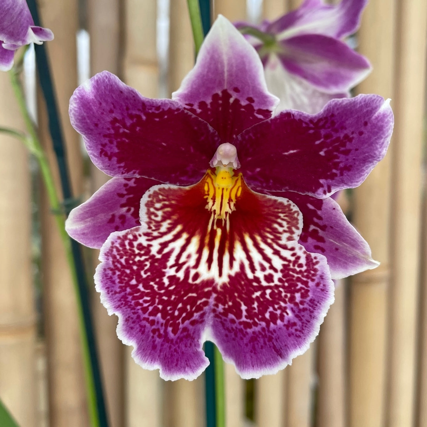 Odtna. Mem. Martin Orenstein 'Lulu' HCC/AOS (4" Pot) - Buds