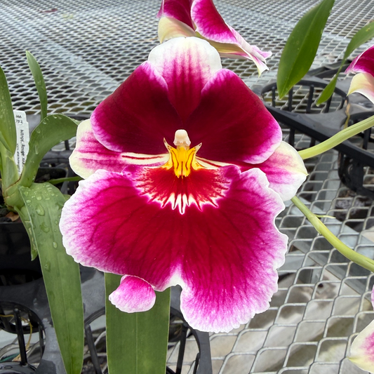 Mltnps. Rouge 'Akatsuka' HCC/AOS (First Bloom)