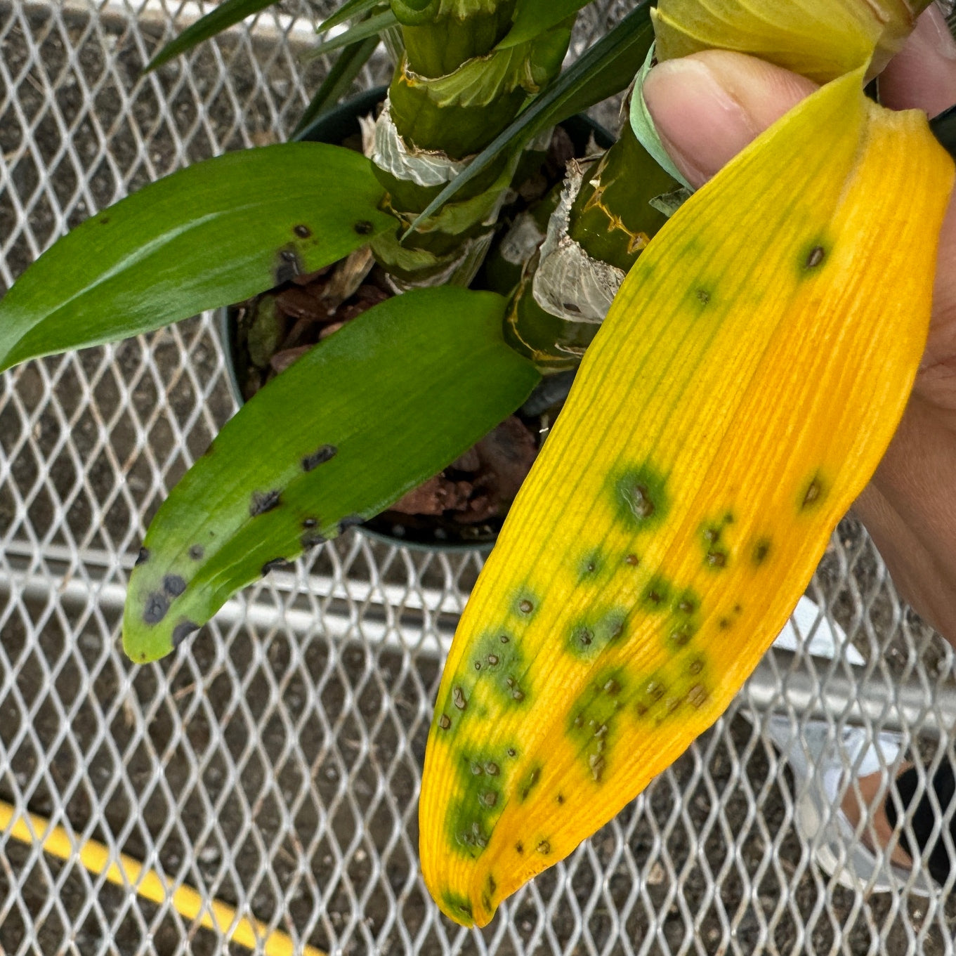 Den. finisterrae x sib (4" Pot) - Young Plant