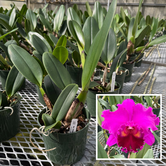Rlc. Mitsuo Akatsuka 'Volcano Queen' (5.5" Pot) - Not Blooming