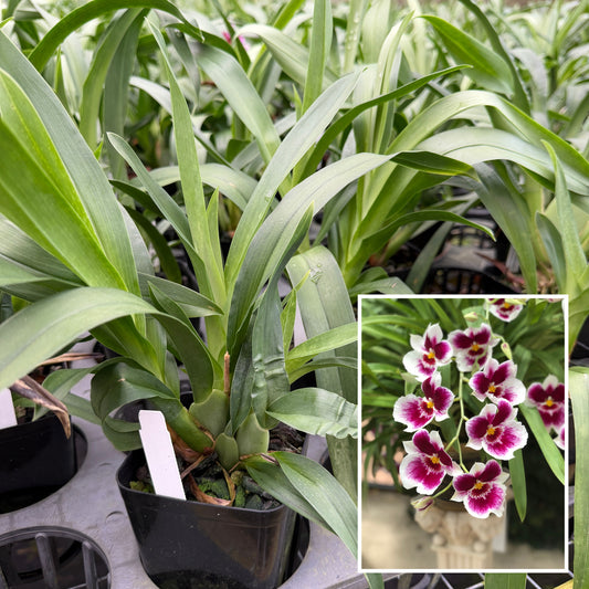 Mltnps. Rouge 'Akatsuka' FCC/AOS (4" Pot) - Not Blooming
