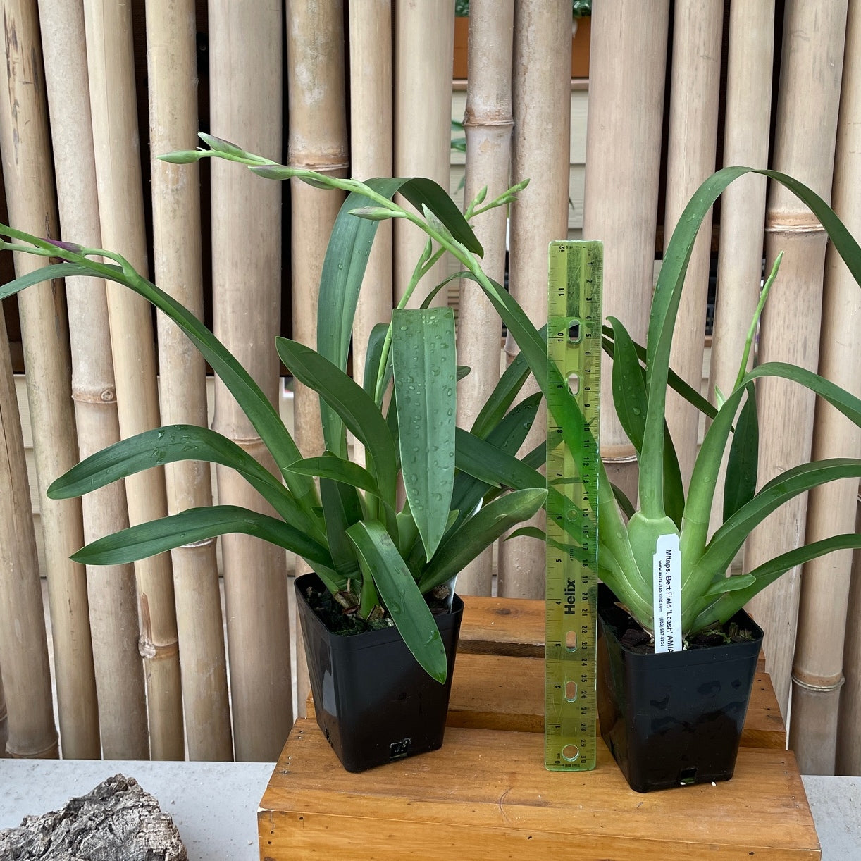 Mltnps. Bert Field 'Leash' (4" Pot) - Buds