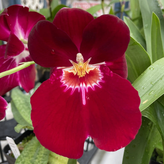 Mltnps. Bert Field 'Leash' (4" Pot) - Buds