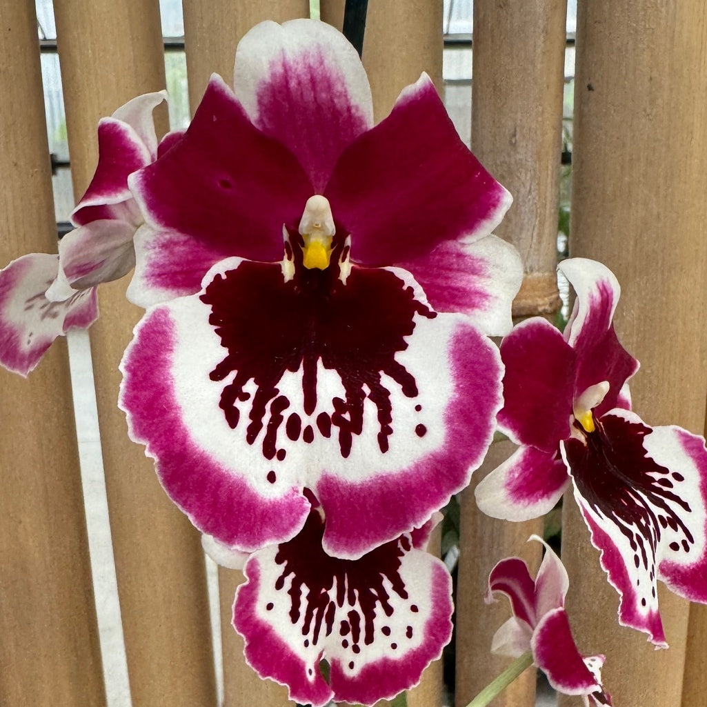 Products – Page 11 – Akatsuka Orchid Gardens