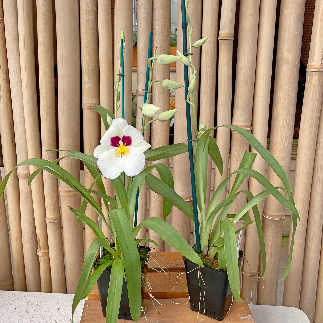 Mltnps. Herralexandre '14189' (4" Pot) - Buds