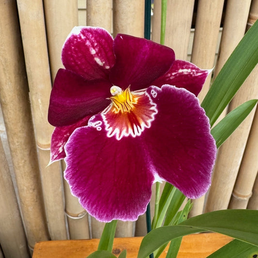 Miltoniopsis Red Tide (4" Pot) -Buds