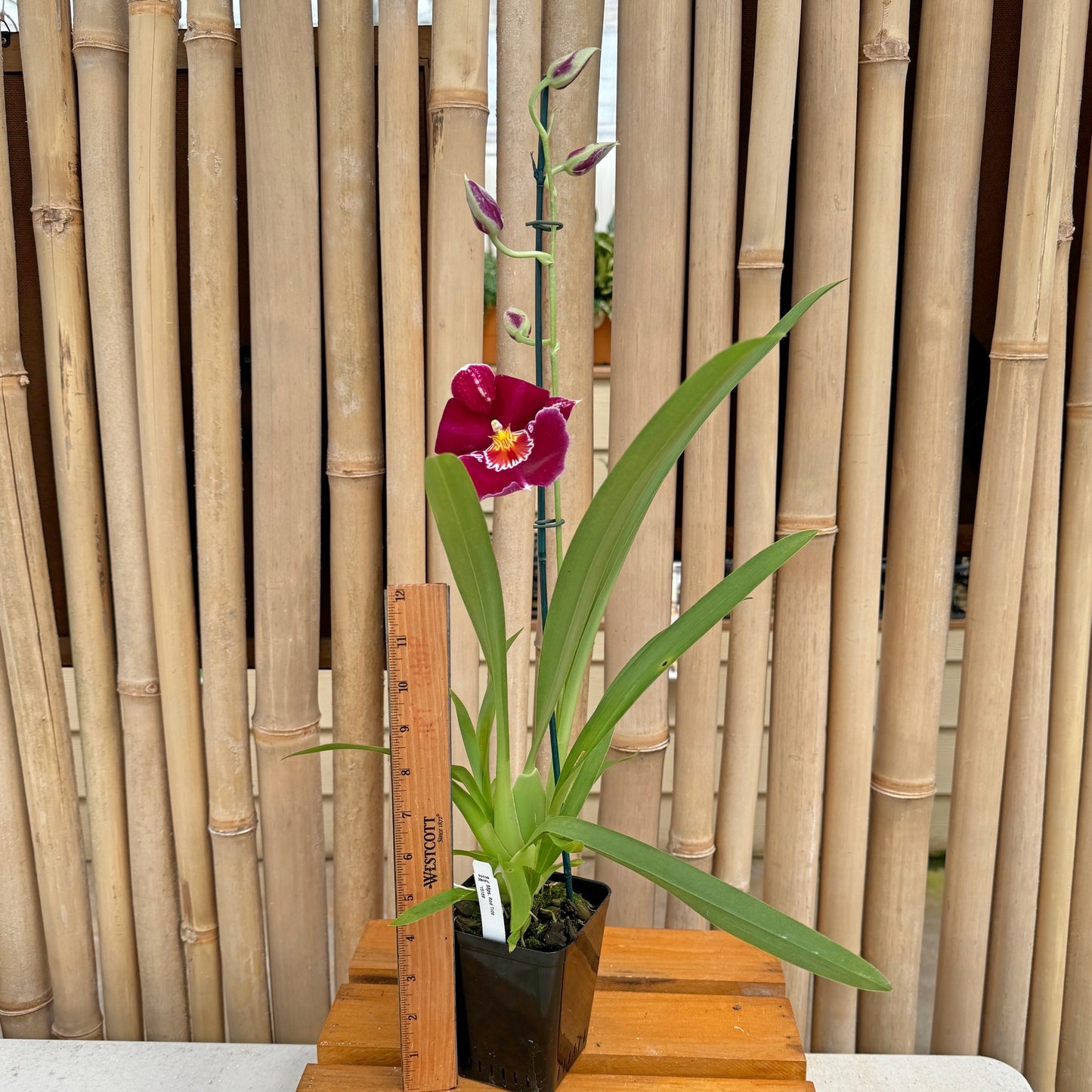 Miltoniopsis Red Tide (4" Pot) -Buds