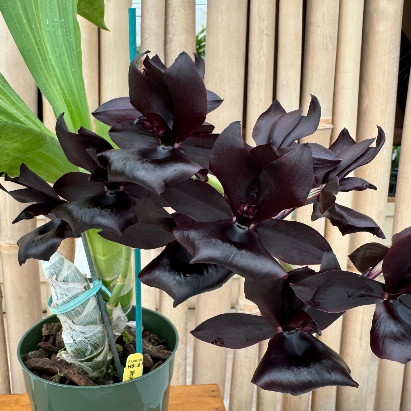 Monn. Millennium Magic 'Witchcraft' AM/AOS ("The Black Orchid") (5.5" Pot) - Buds