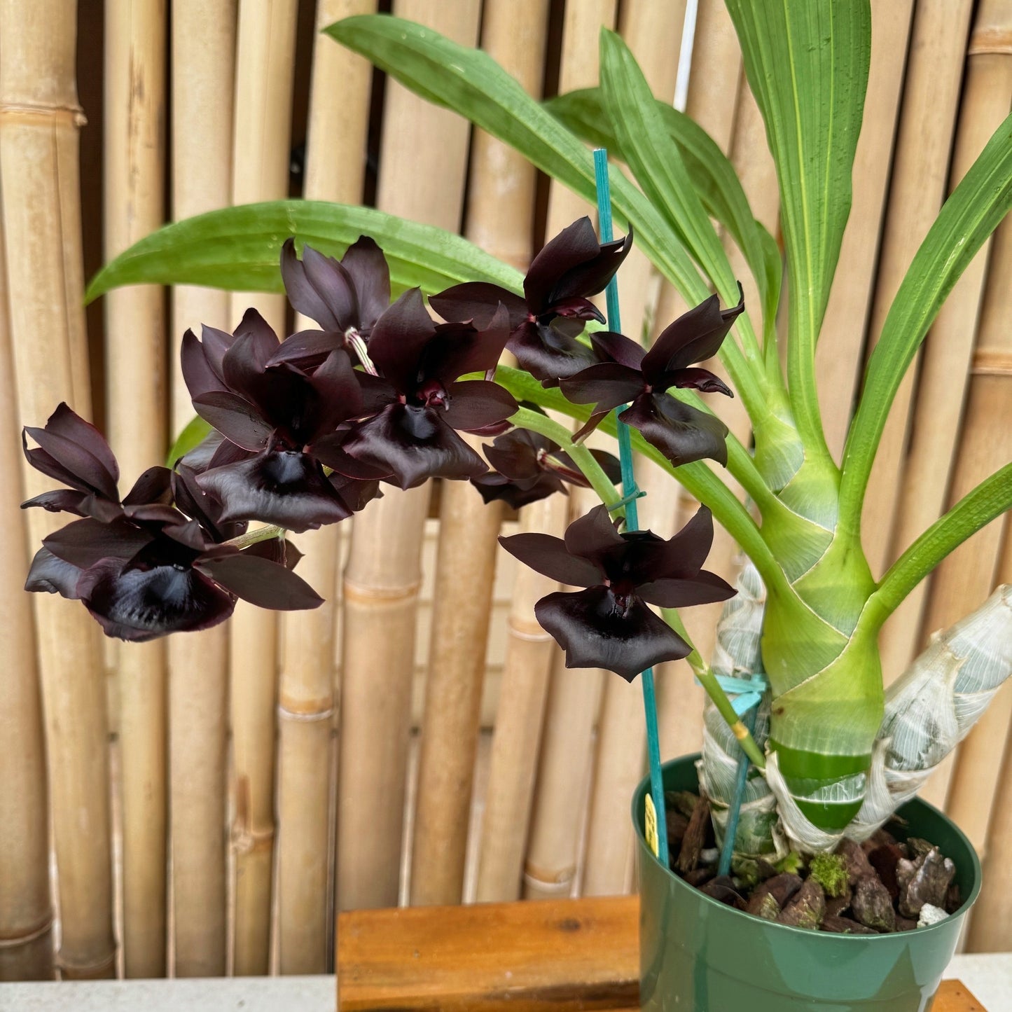 Monn. Millennium Magic 'Witchcraft' AM/AOS ("The Black Orchid") (5.5" Pot) - Buds