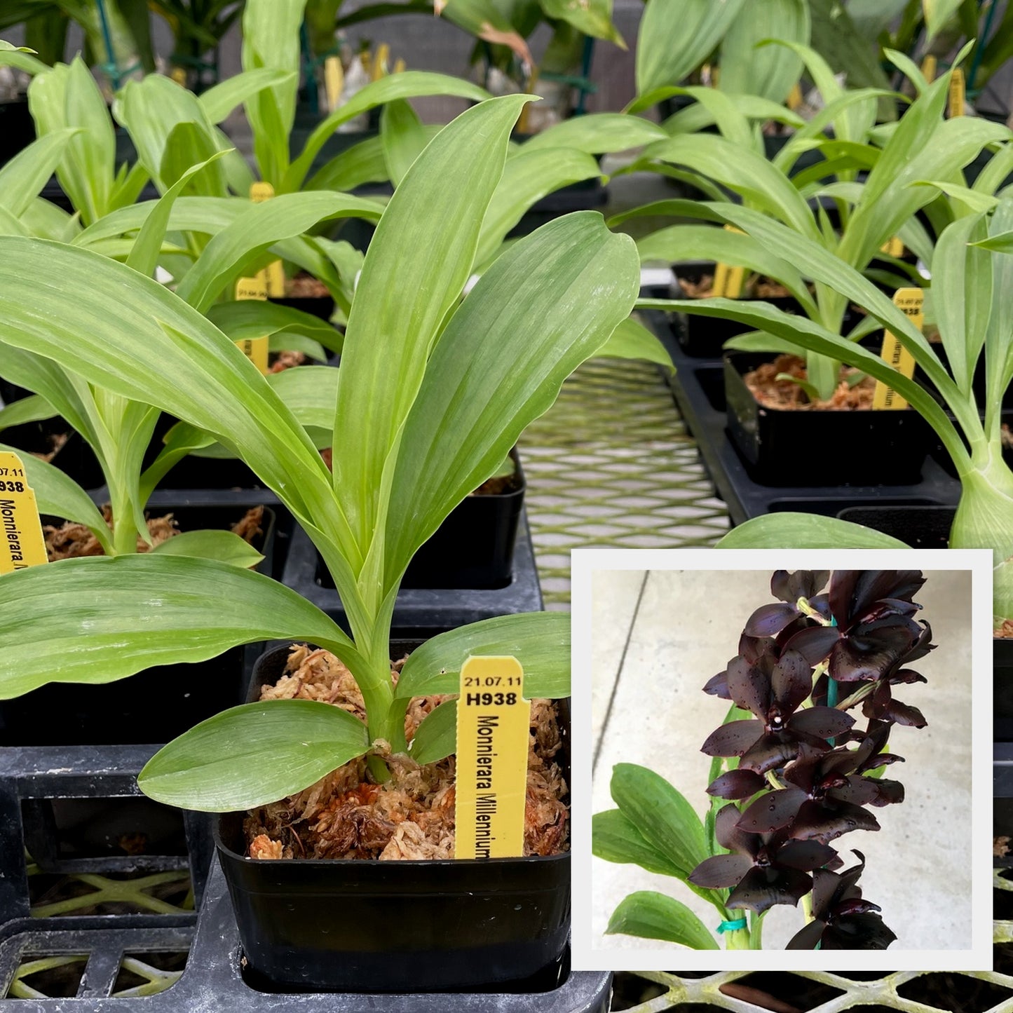 Monn. Millennium Magic 'Witchcraft' AM/AOS (4" Pot) - Young