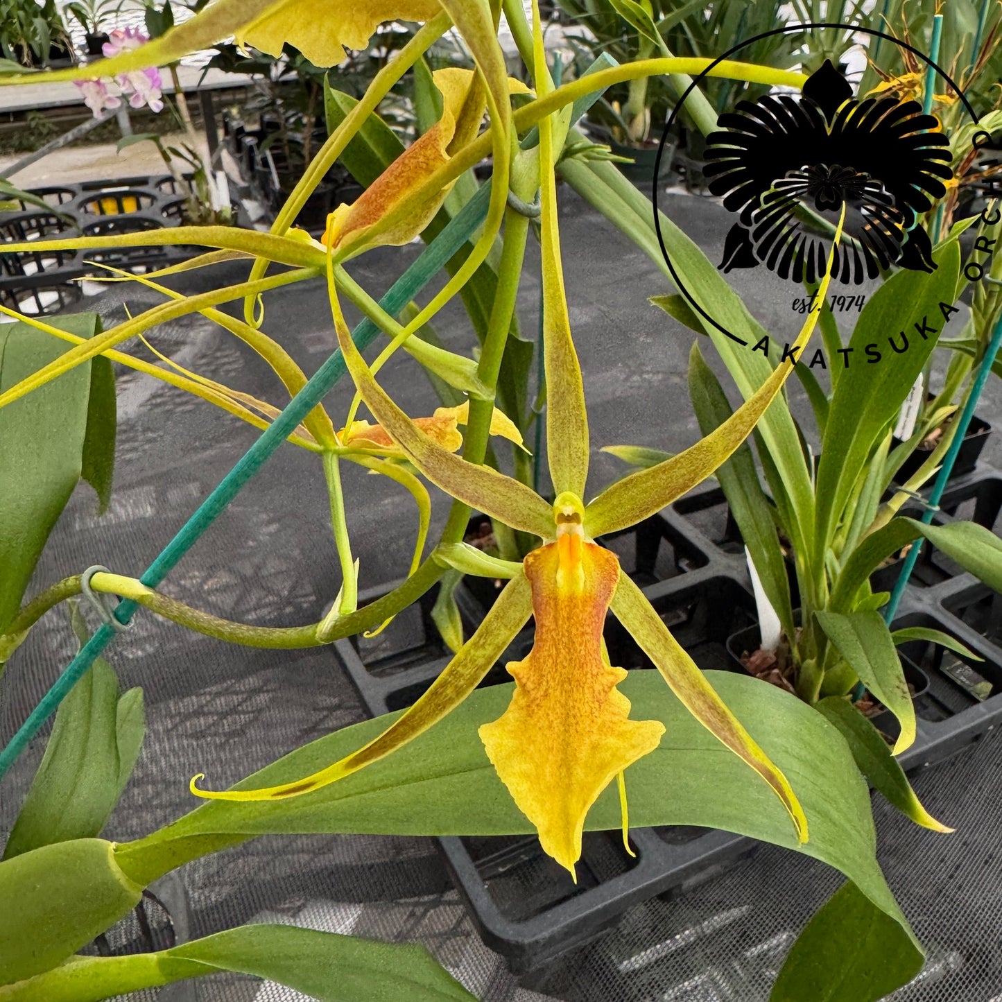 Bcd. Tower of Rex 'Mr. Green Jeans' (5" Pot) - Buds