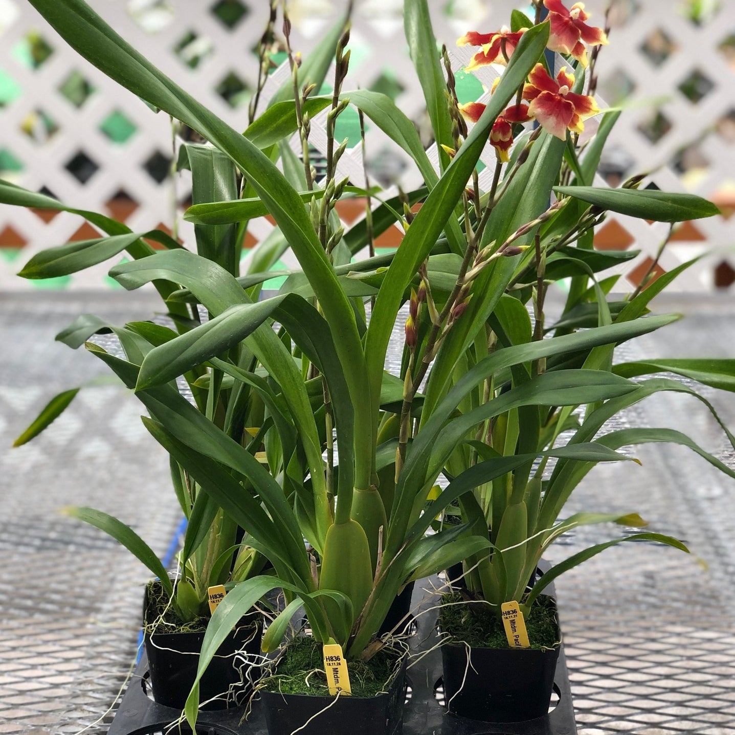 Mtdm. Pacific Waters 'Paul's Pride' (4" Pot) - Bud