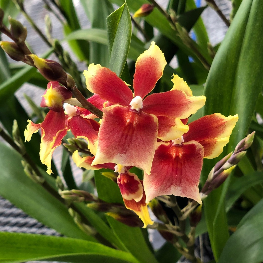 Mtdm. Pacific Waters 'Paul's Pride' (4" Pot) - Not Blooming