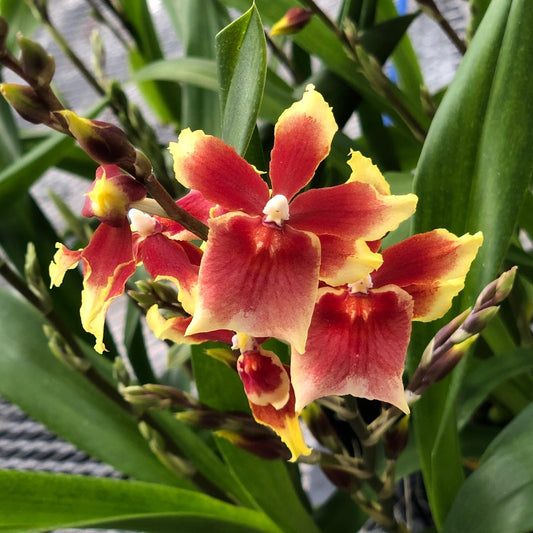 Mtdm. Pacific Waters 'Paul's Pride' (4" Pot) - Bud