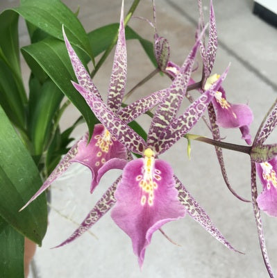 Miltassia Charles M. Fitch 'Izumi' AM/AOS (4" Pot) - Buds