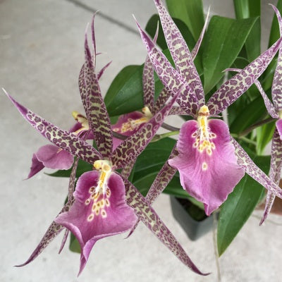 Miltassia Charles M. Fitch 'Izumi' AM/AOS (4" Pot) - Buds