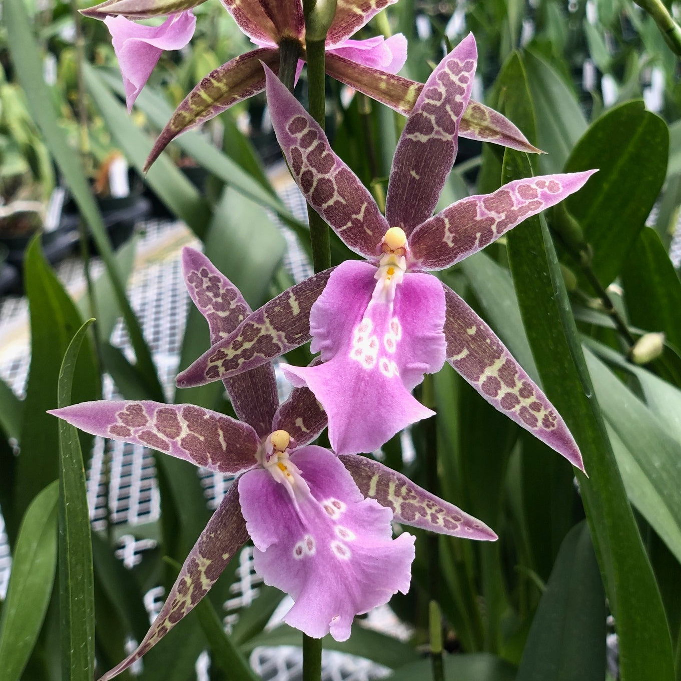 Mtssa. Lavender Kiss 'Laffy Taffy' (4" Pot) - Buds