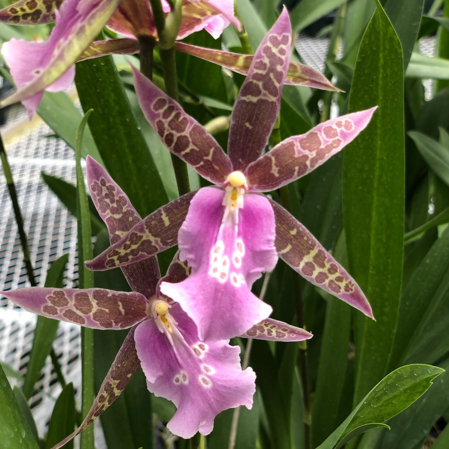 Mtssa. Lavender Kiss 'Laffy Taffy' (4" Pot) - Buds