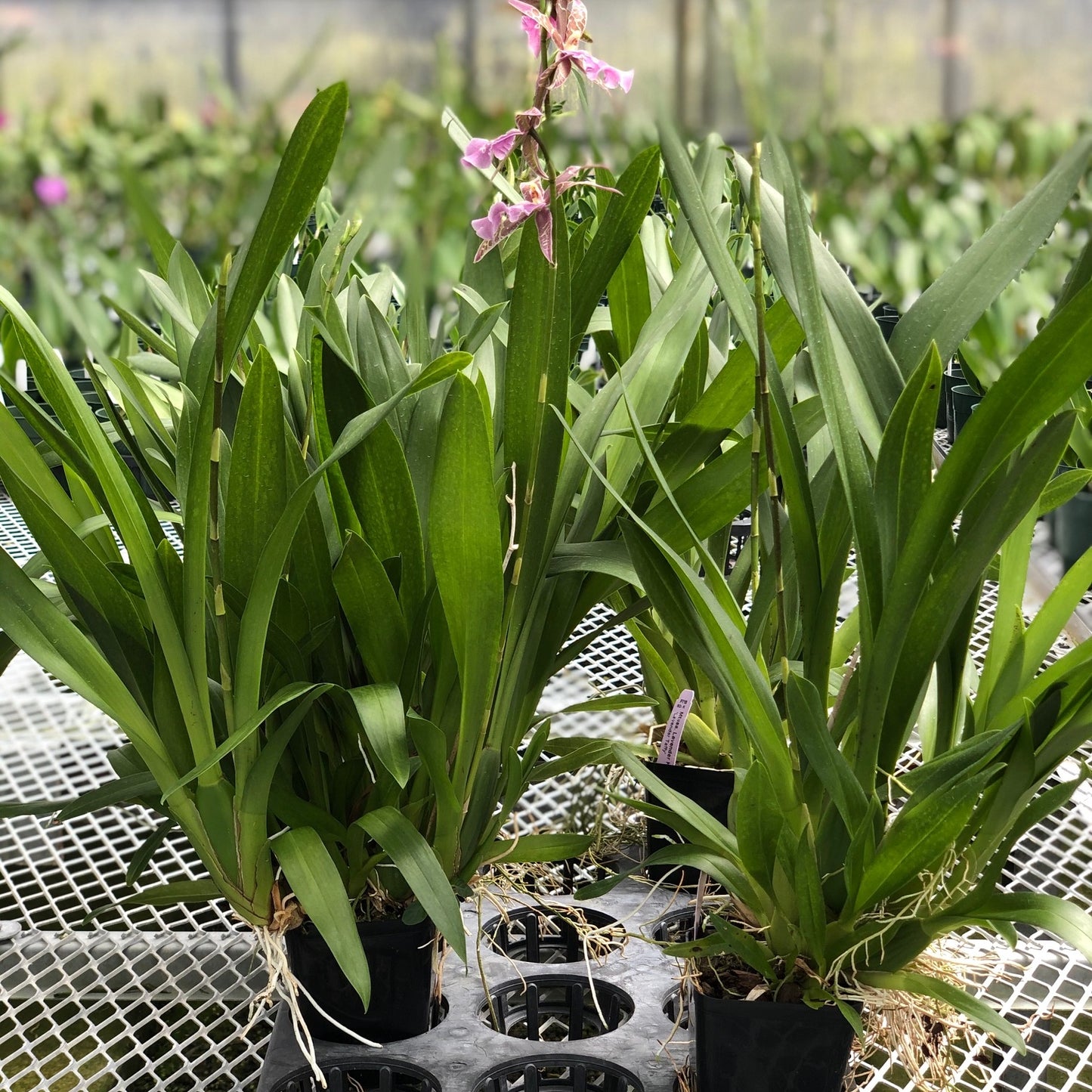 Mtssa. Lavender Kiss 'Laffy Taffy' (4" Pot) - Buds