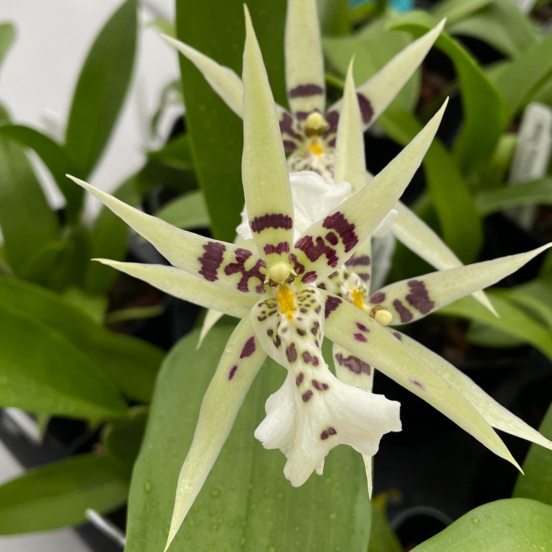 Mtssa. Phoenix Rising 'White Light' (4" Pot)-Not Blooming