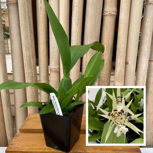 Mtssa. Phoenix Rising 'White Light' (4" Pot)-Not Blooming