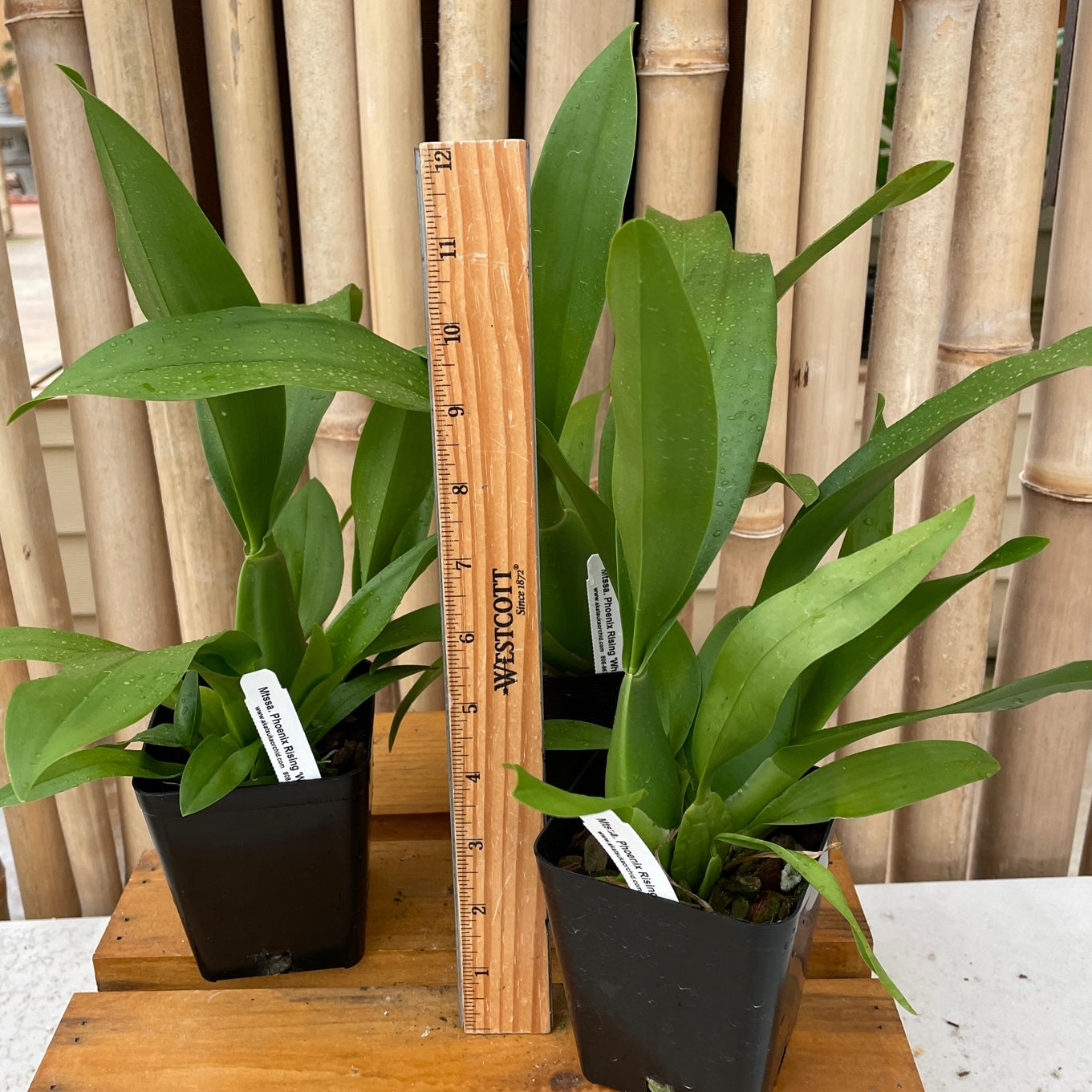 Mtssa. Phoenix Rising 'White Light' (4" Pot)-Not Blooming