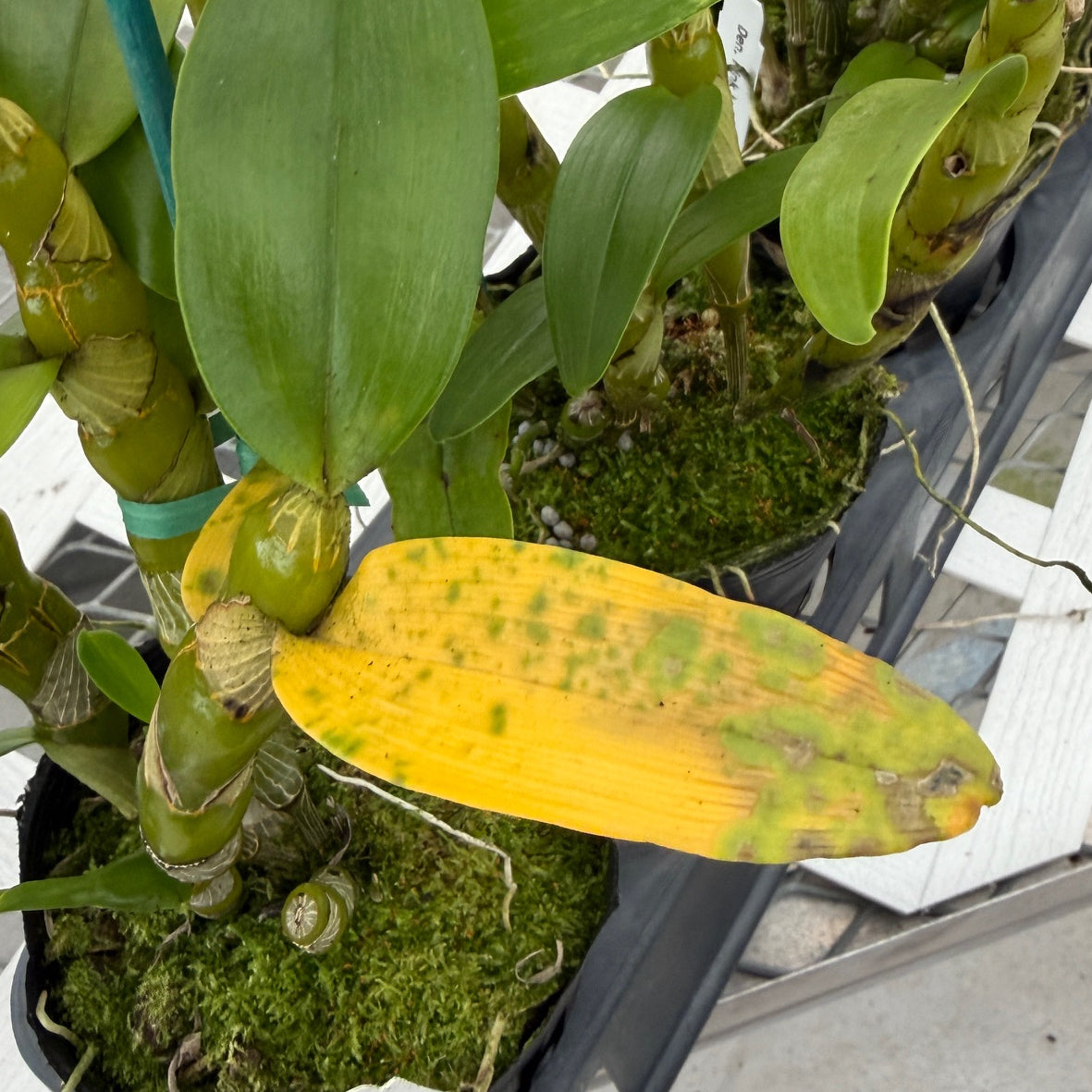 Den. Pink Lady (4" Pot)