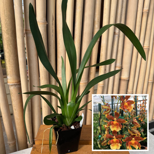 Odcdm. Catatante 'Kilauea Karma' (4" Pot) -Not Blooming