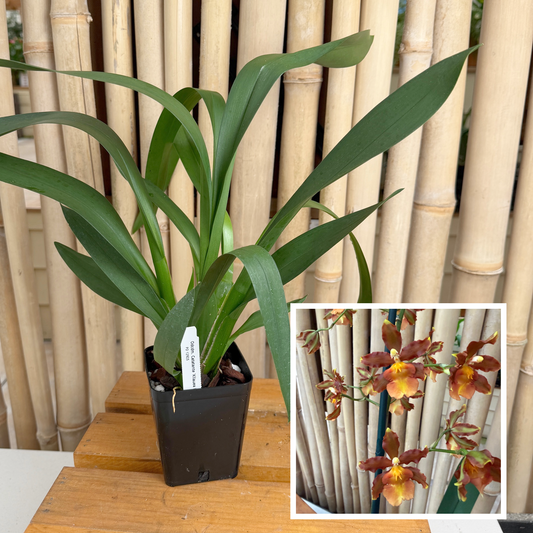 Odcdm. Catatante 'Kilauea Karma' (4" Pot) -Not Blooming