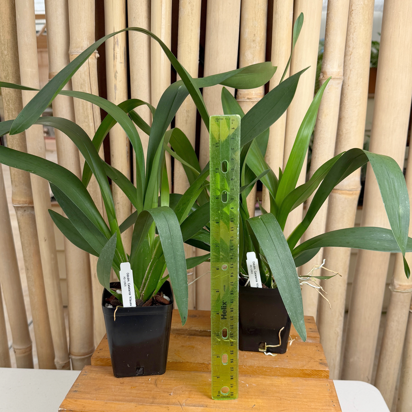 Odcdm. Catatante 'Kilauea Karma' (4" Pot) -Not Blooming