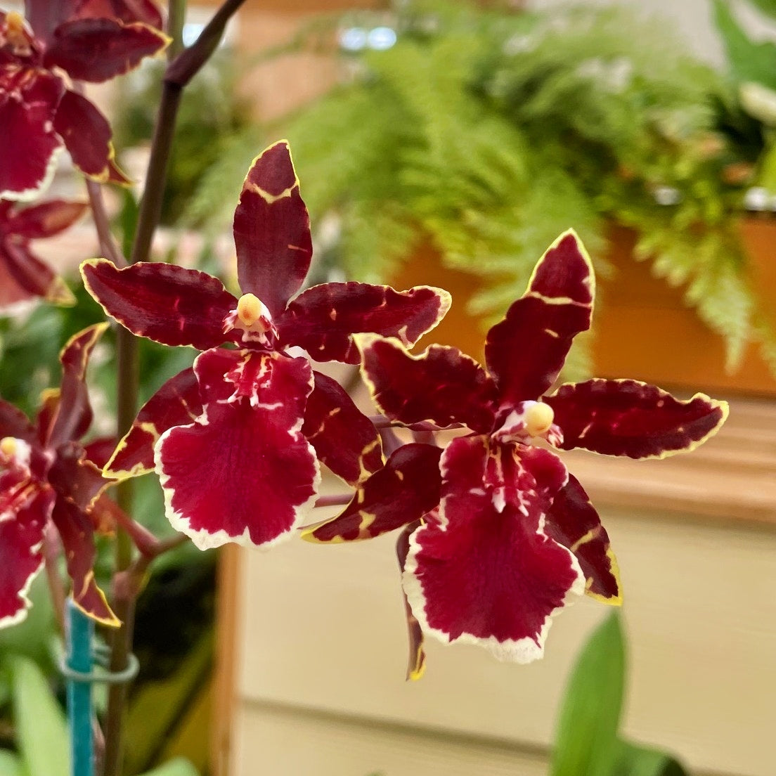 Odcdm. Wildcat 'Bobcat' (4" Pot) - Not Blooming