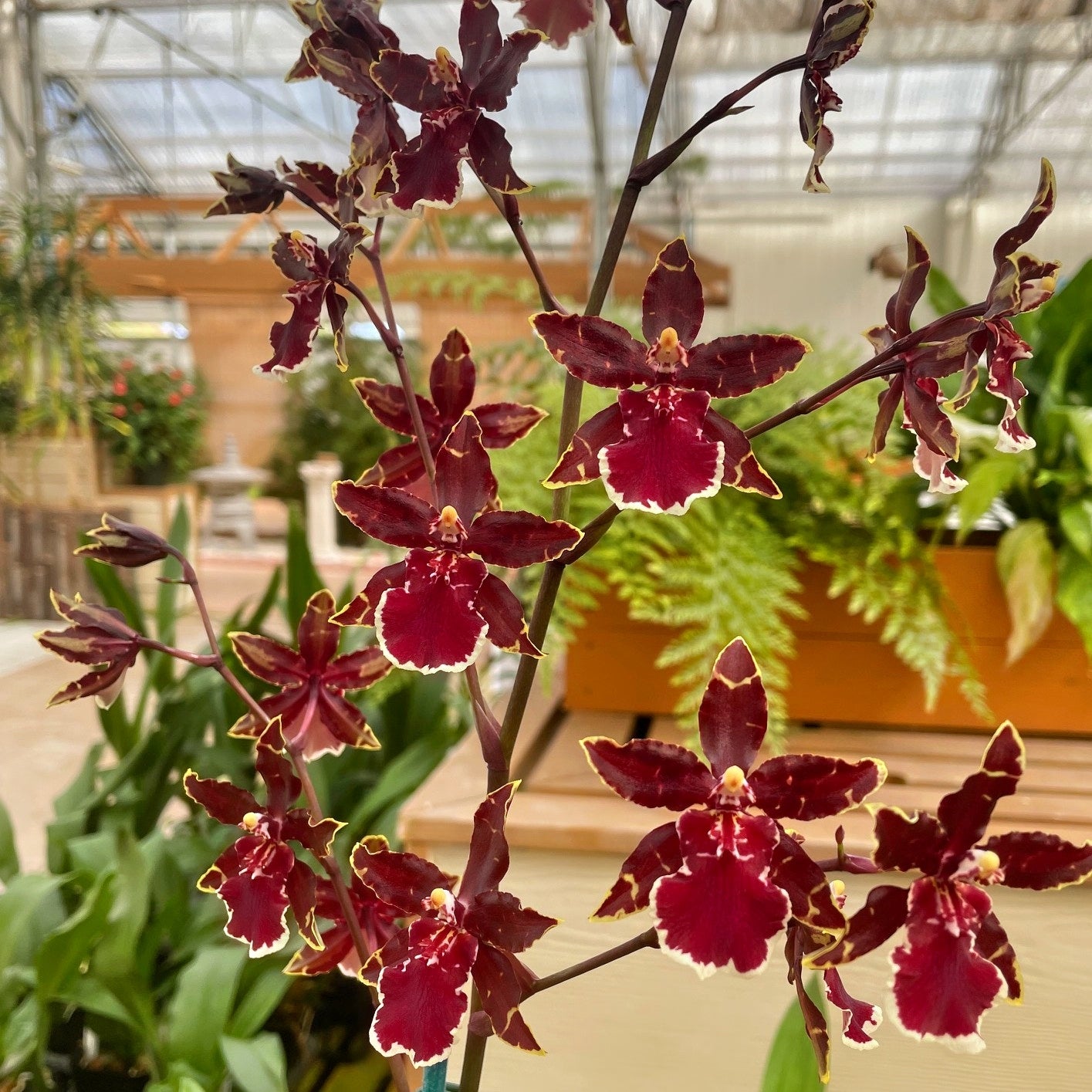 Odcdm. Wildcat 'Bobcat'