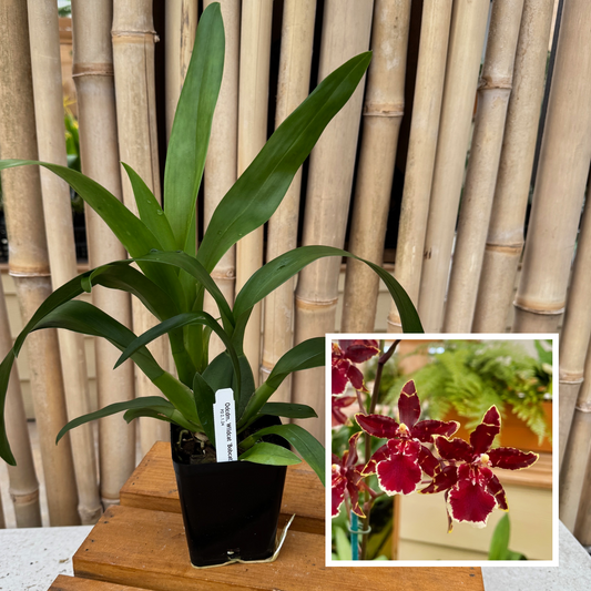 Odcdm. Wildcat 'Bobcat' (4" Pot) - Not Blooming