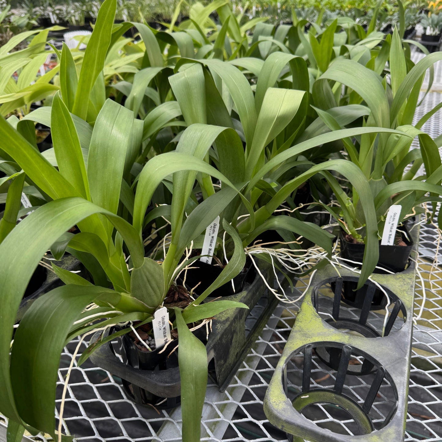 Odcdm. Wildcat 'Bobcat' (4" Pot) - Not Blooming