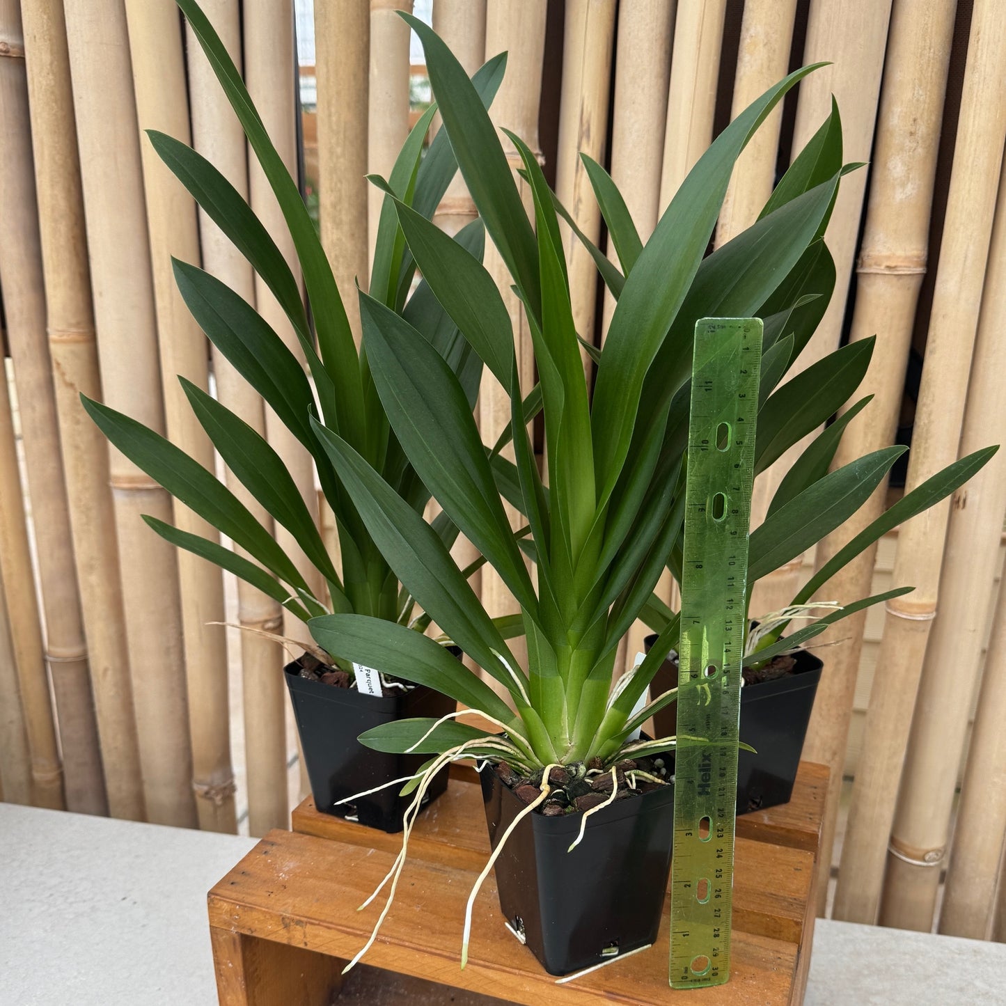 Odontocidium Parquet 'Uptown Girl' (4" Pot) - Not Blooming