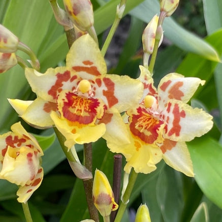 Odontocidium Parquet 'Uptown Girl' (4" Pot) - Not Blooming