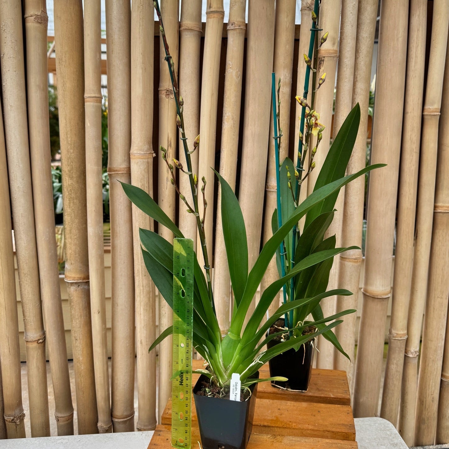 Odontocidium Parquet 'Uptown Girl' (4" Pot) - Buds