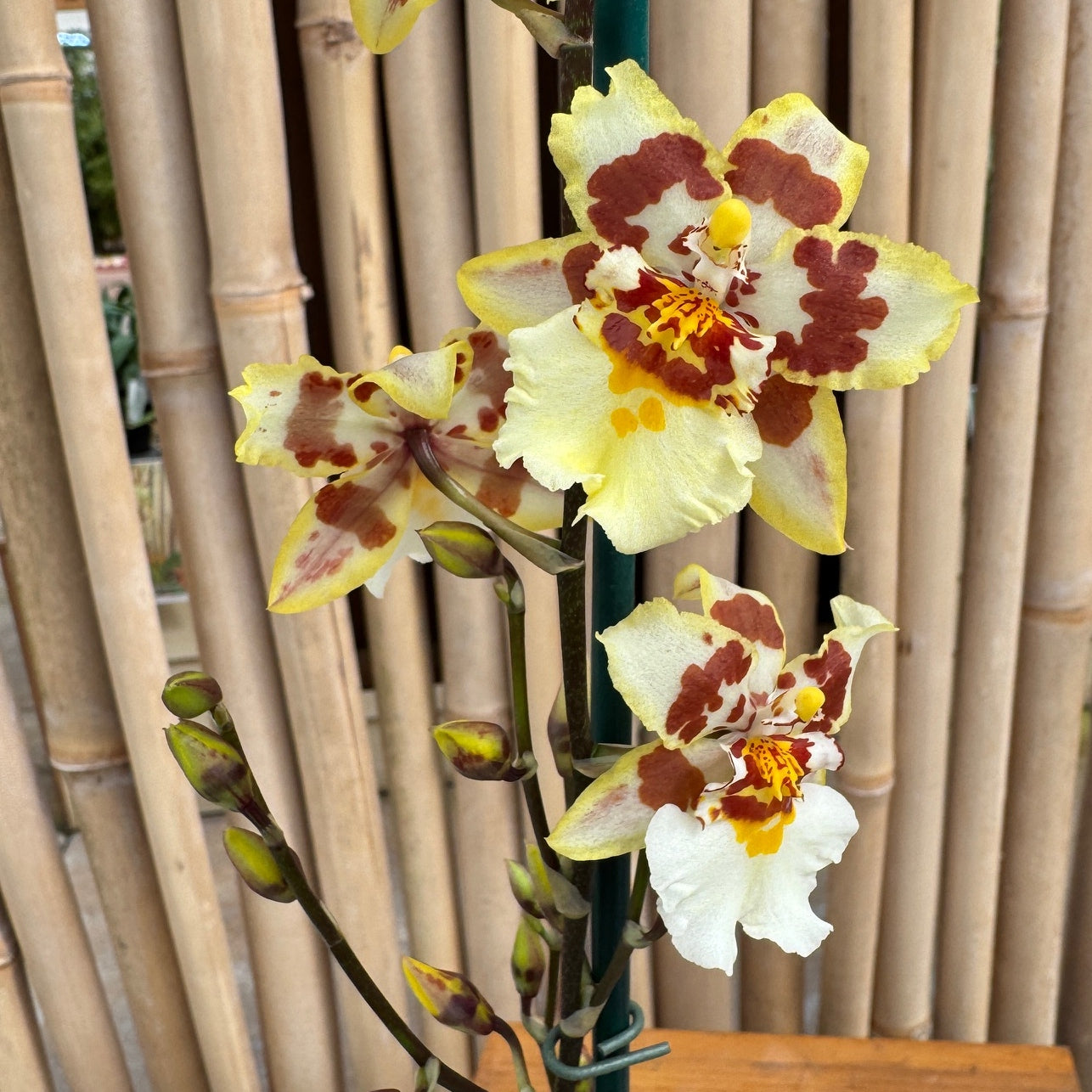 Odontocidium Parquet 'Uptown Girl' (4" Pot) - Buds