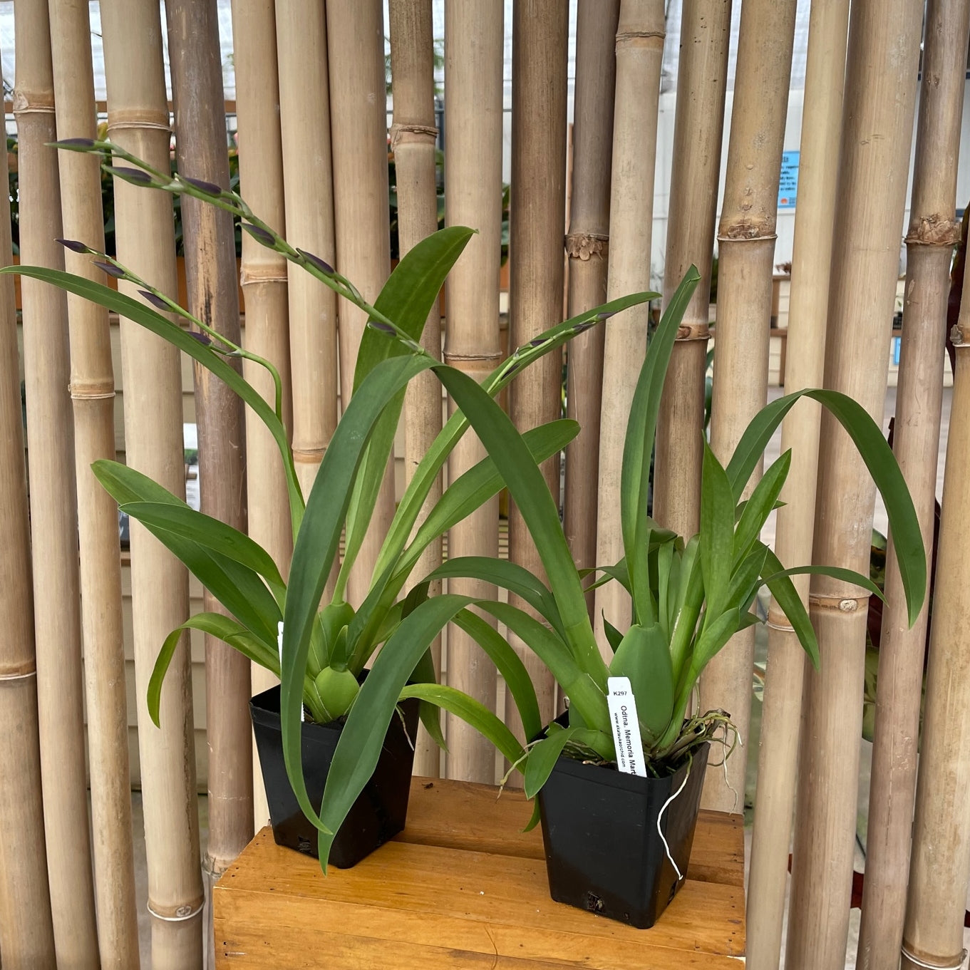 Odtna. Mem. Martin Orenstein 'Lulu' HCC/AOS (4" Pot) - Buds