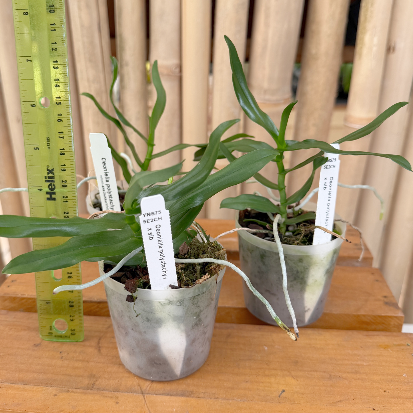 Oeoniella polystachys x sib (3" Pot) - Not Blooming