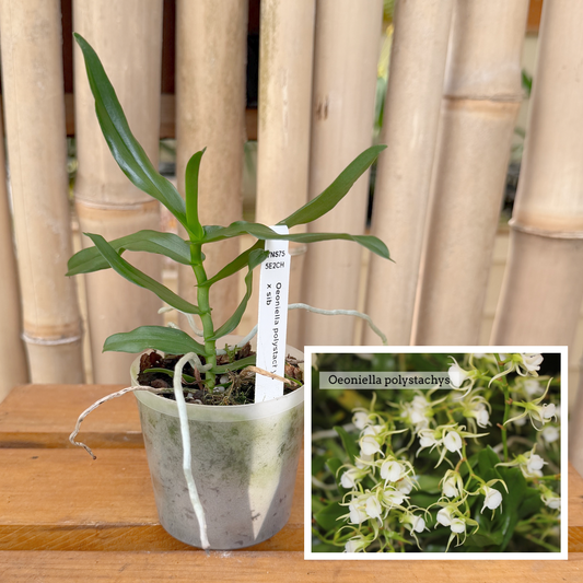 Oeoniella polystachys x sib (3" Pot) - Not Blooming