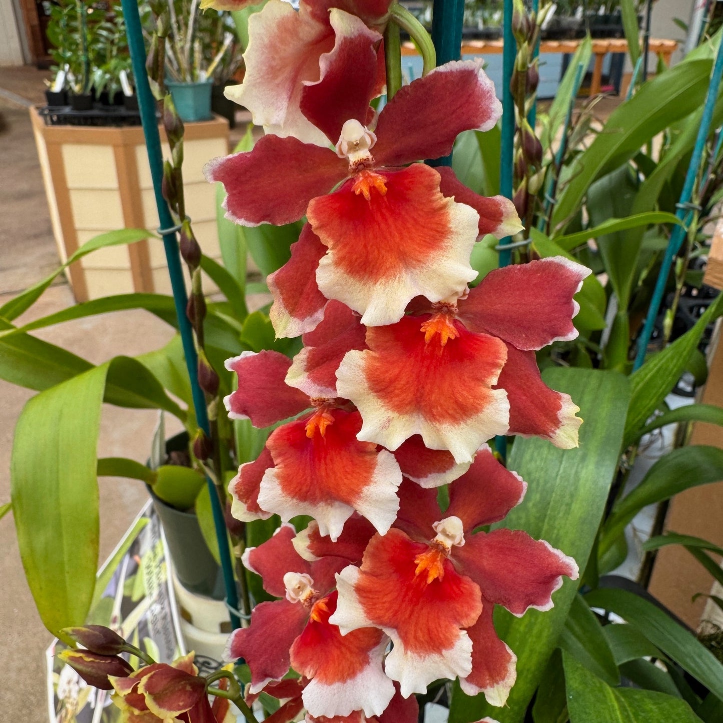 Oncidopsis Crimson Pride 'MAC136' (4" Pot) - Buds