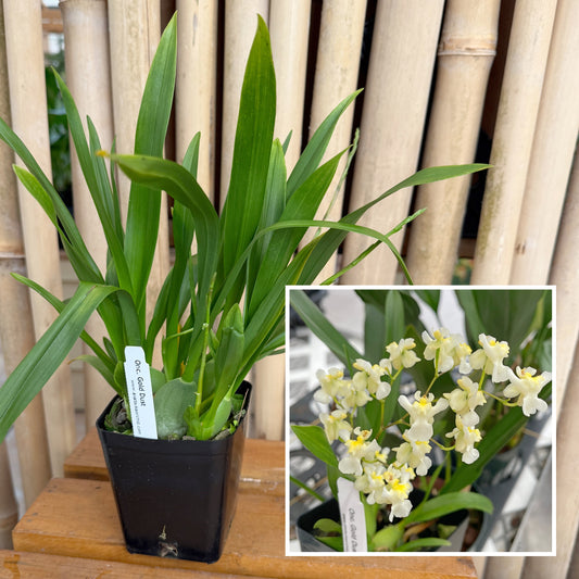 Oncidium Gold Dust (4" Pot) - Not Blooming