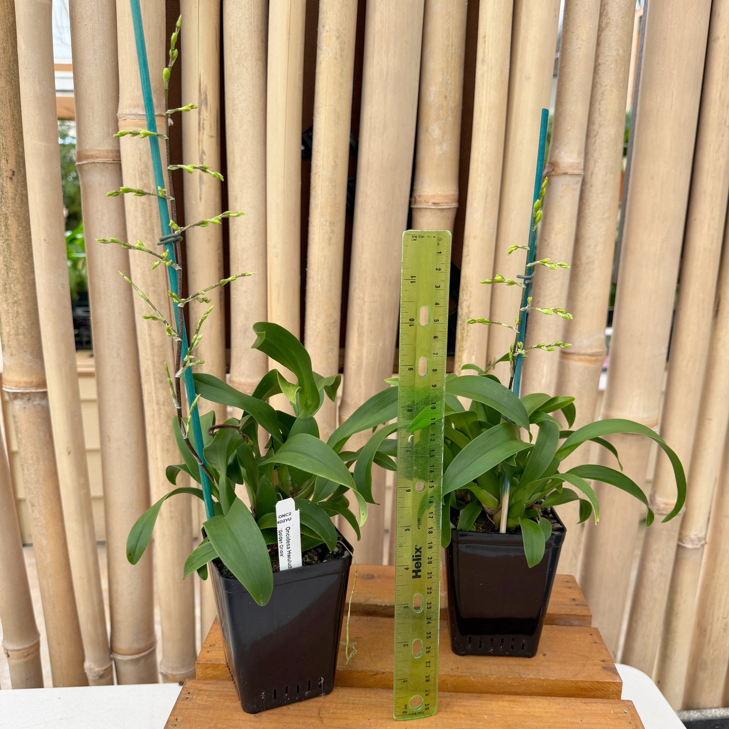 Oncsa. Hwuluduen Chameleon 'Golden Oriole' (4" Pot) - Buds