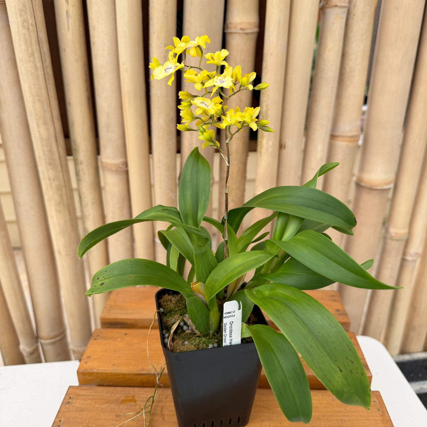 Oncsa. Hwuluduen Chameleon 'Golden Oriole' (4" Pot) - Buds