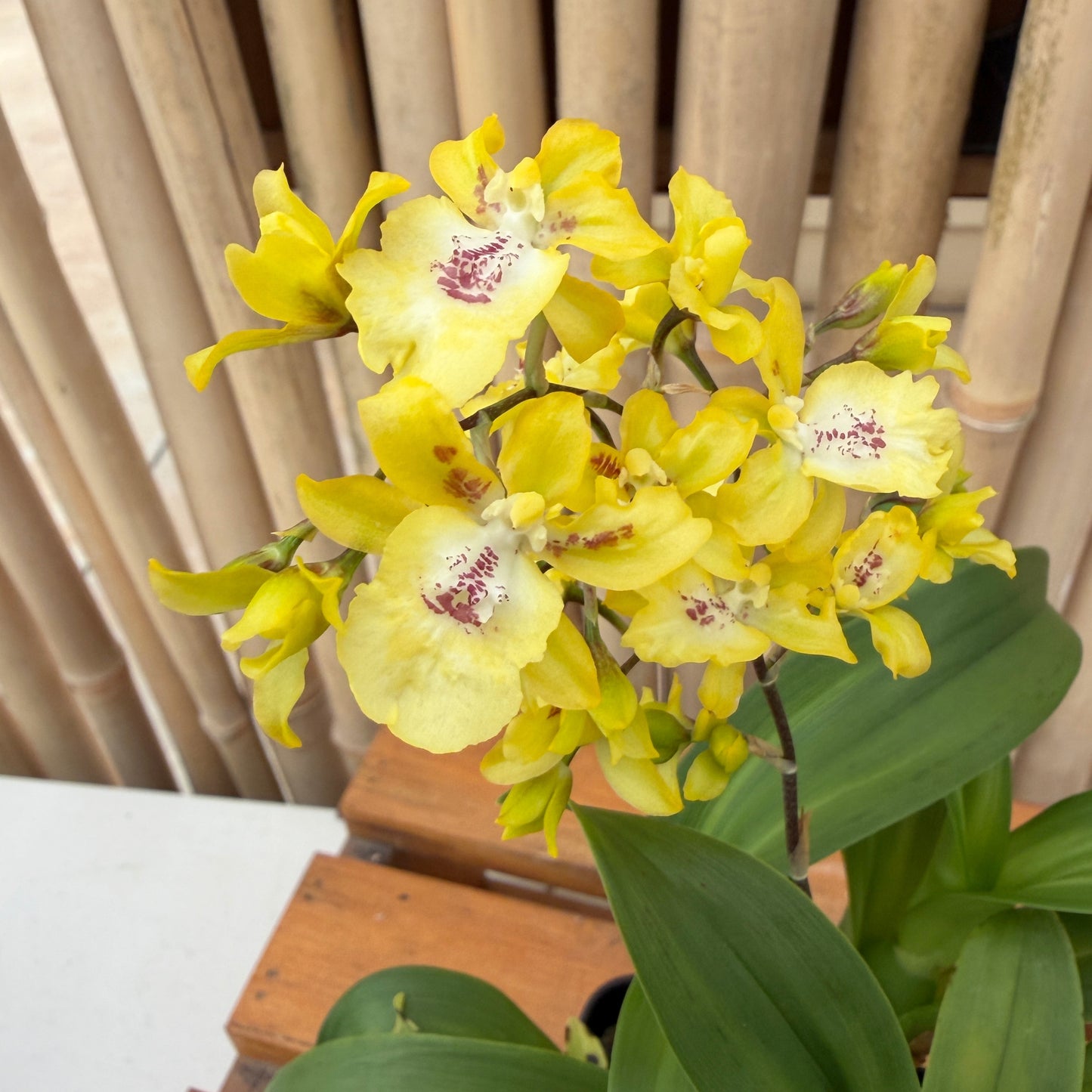 Oncsa. Hwuluduen Chameleon 'Golden Oriole' (4" Pot) - Buds