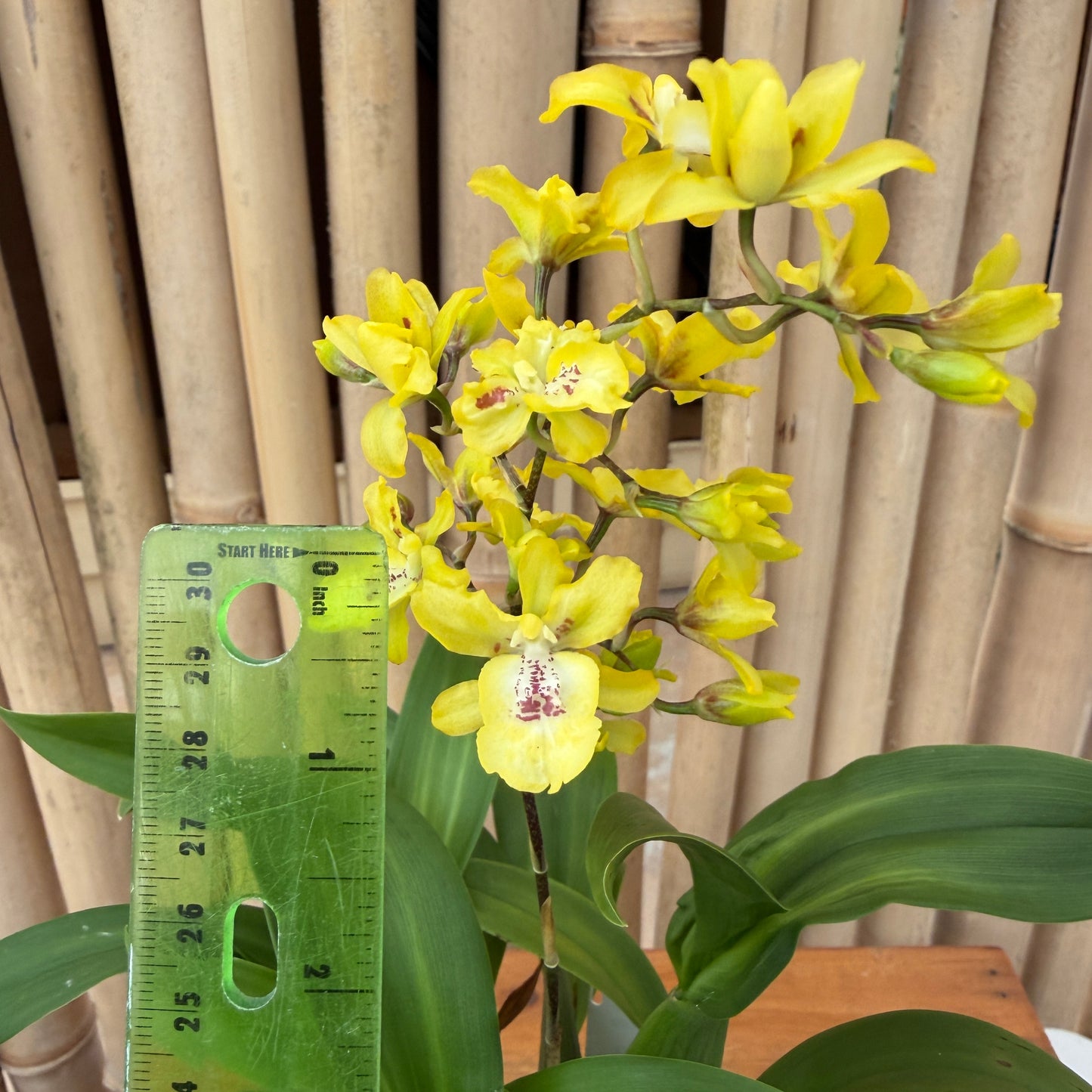 Oncsa. Hwuluduen Chameleon 'Golden Oriole' (4" Pot) - Buds